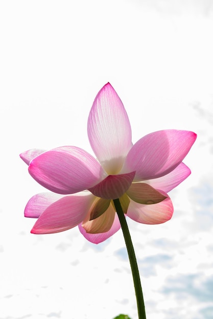 Lotus flower