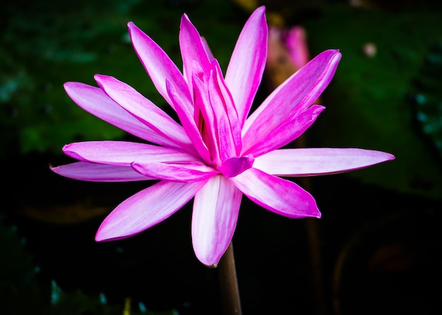 The Lotus Flower 