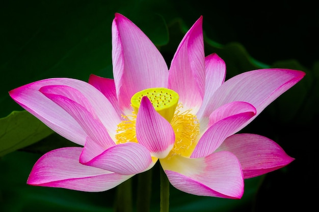 Lotus flower