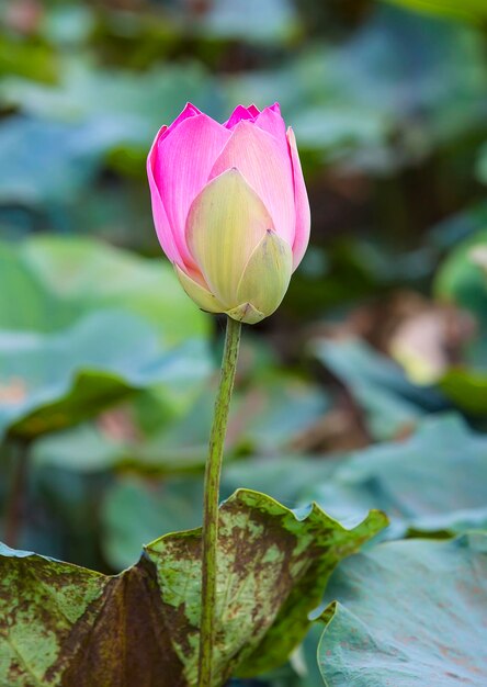 Foto fiore di loto