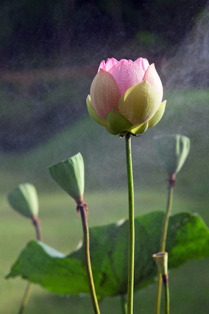 Lotus flowers in a beautiful natural setting.