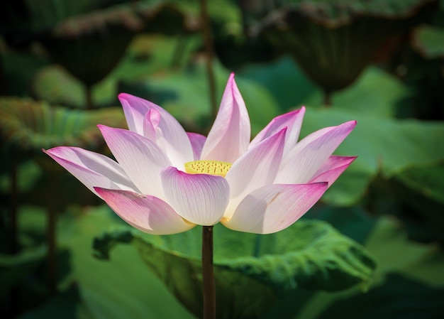 Lotus flowers bloom in the swamps