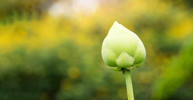 Lotus flowers blooming in the natural garden