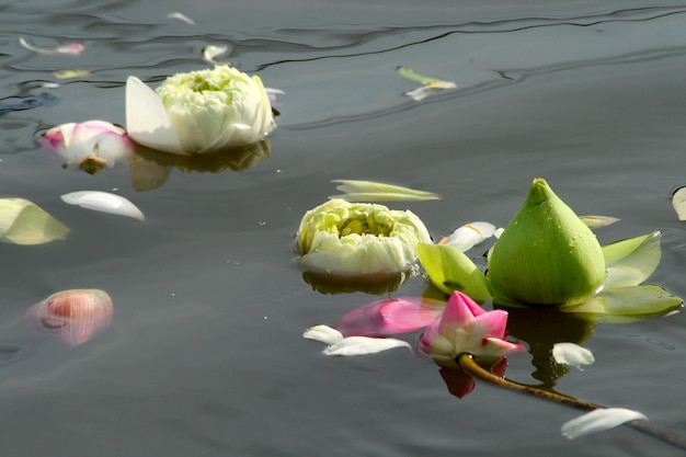 川に浮かぶ蓮の花