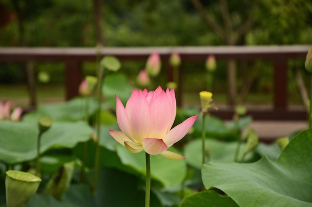 Lotus flowers growing in pond