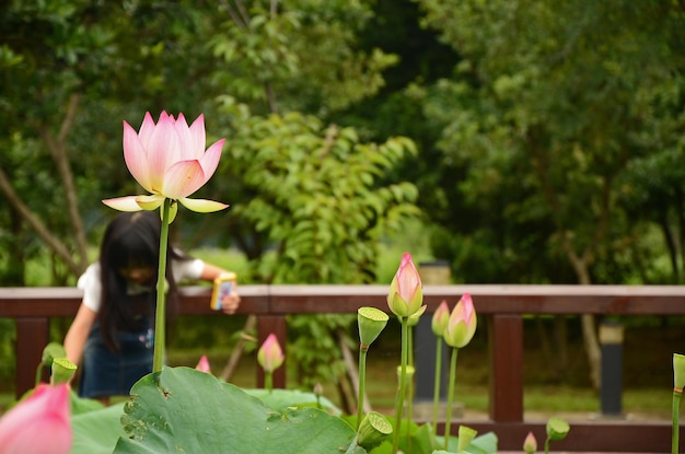 Lotus flowers growing in pond