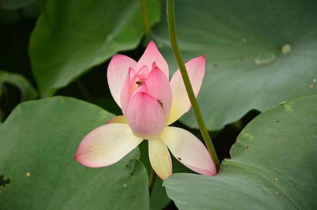 Lotus flowers growing in pond