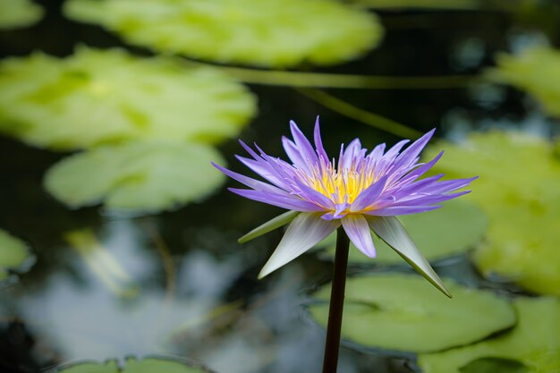 自然の池の蓮の花