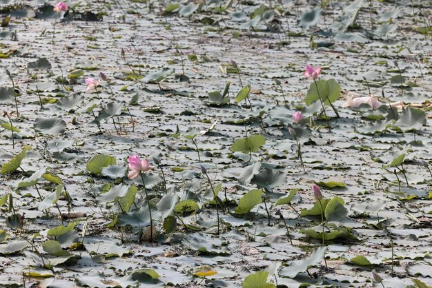 蓮の花の池