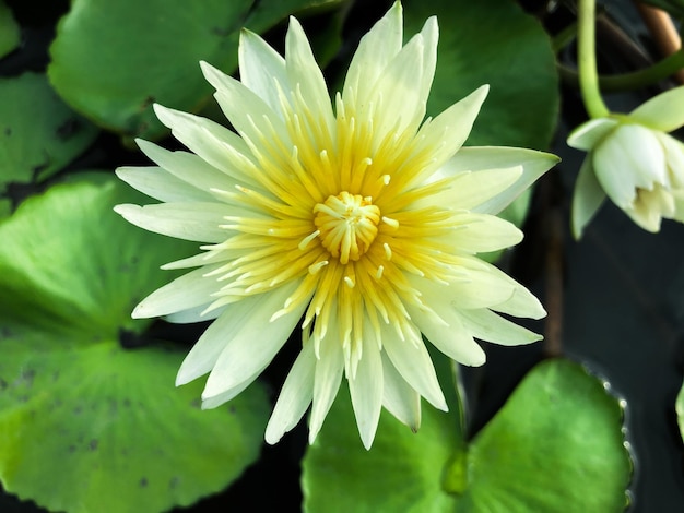 Photo the lotus flowers that are in full bloom are beautiful