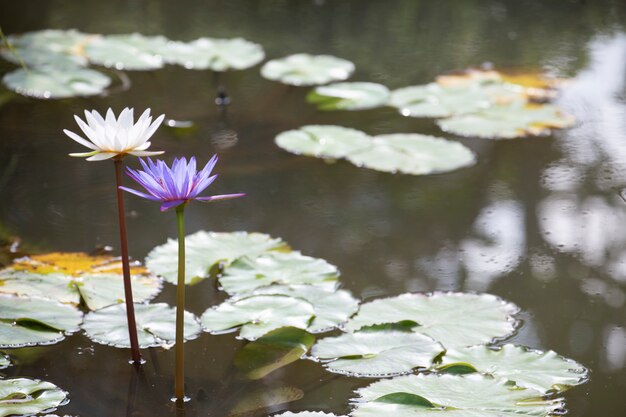 Lotus flowers, Water Lily are blooming in  morning.