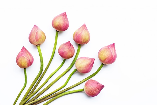 Fiori di loto su bianco.