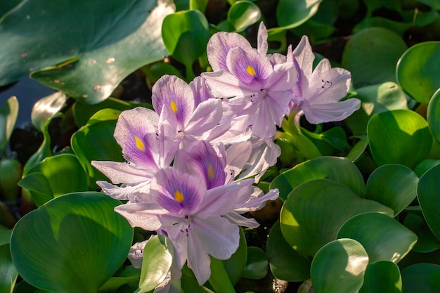 Lotus flowers withgreen leaves