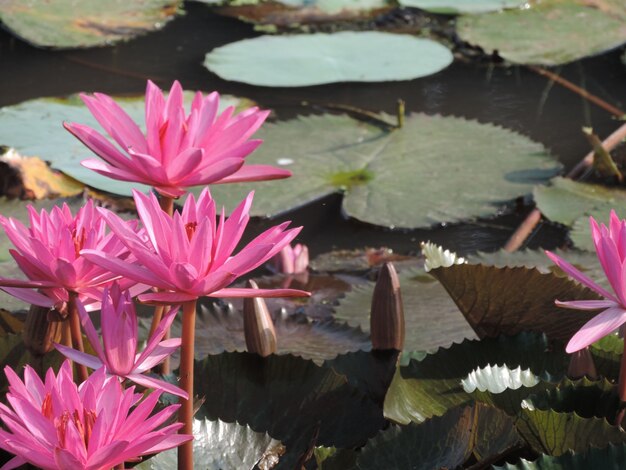 Photo lotus flowers