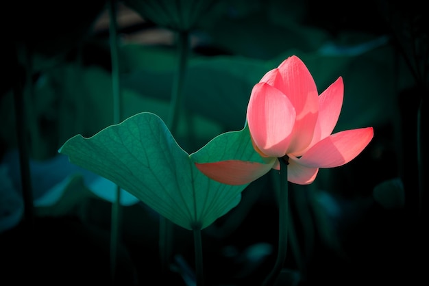 Foto il loto in piena fioritura