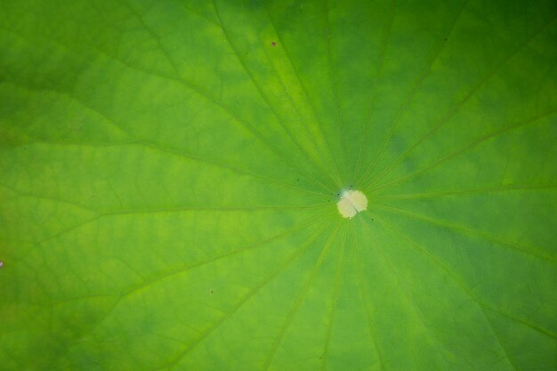 Lotus groen blad op donkere vijver op aardachtergrond