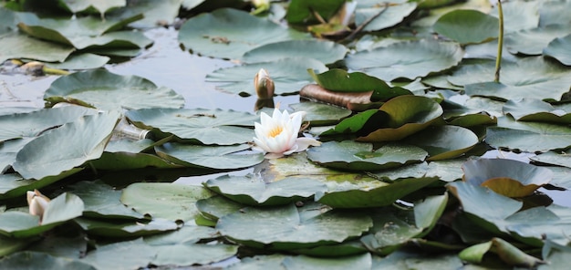 lotus growing on the pond