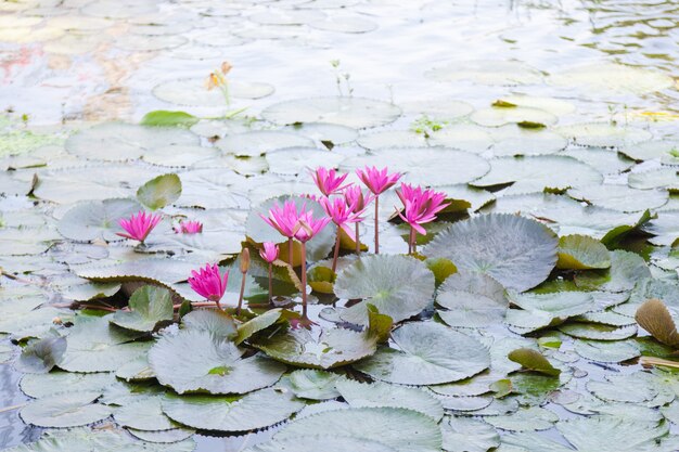 Foto lotus in een vijver