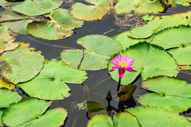 Lotus in het lotus meer