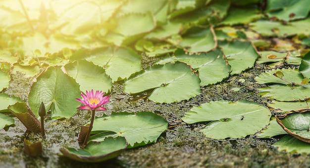 Lotus in het lotus meer