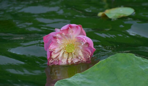 Foto lotus is een roze lotusbloem die bloeit