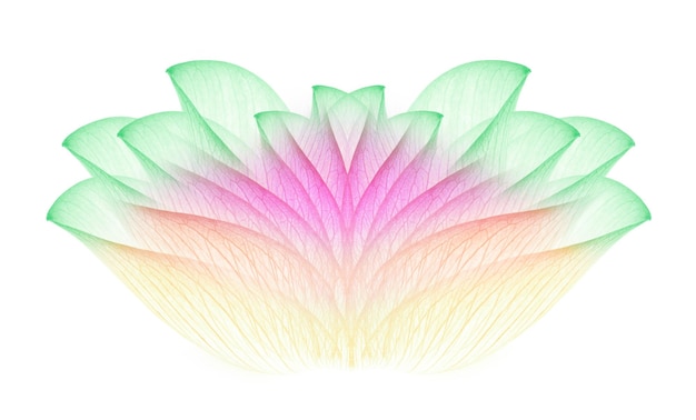 lotus isolated on white background