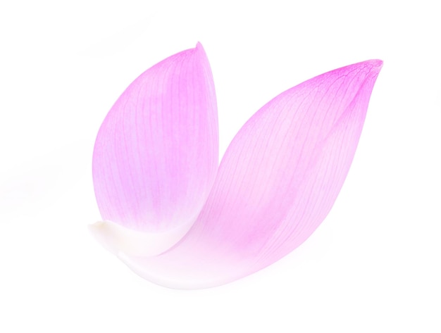 Photo lotus isolated on white background