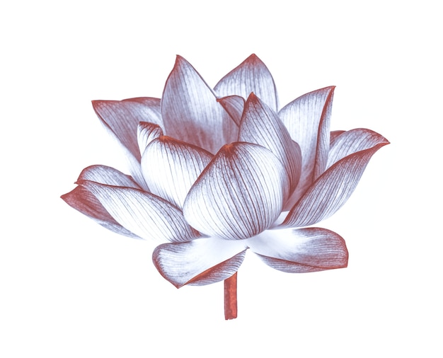 lotus isolated on white surface.