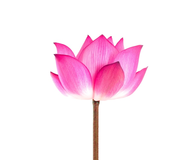 Lotus isolated on white .