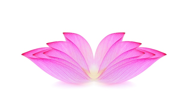 Lotus isolated on white.