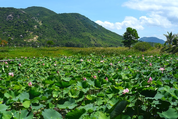 Foto lago di loto in una giornata di sole in vietnam