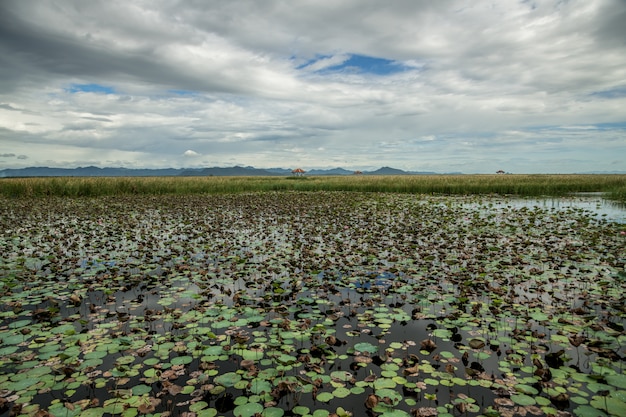 Lotus lake with limestone mountain scenery at Khao Sam Roi Yod national park, Prachuap Khiri Khan ProvinceThailand.