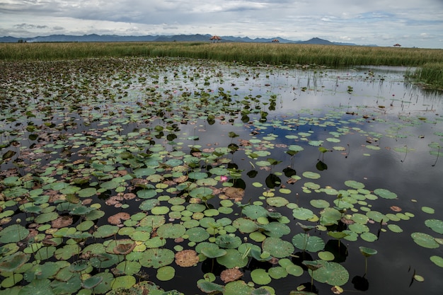 Lago lotus con paesaggio della montagna del calcare al parco nazionale di khao sam roi yod, provincia di prachuap khiri khan tailandia.