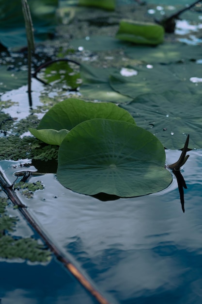 호수에서 연꽃