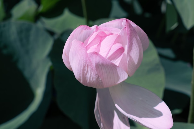 Lotus Lake