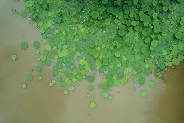 Lotus leaf background green leaf