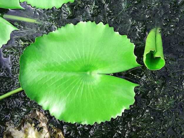 写真 水に浮かぶ蓮の葉