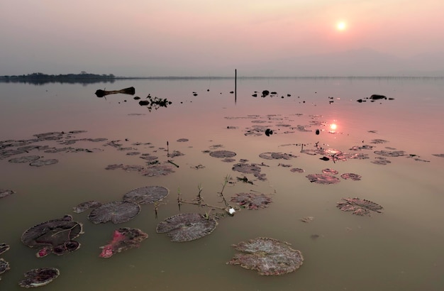 Lotus leaf and flower in a lake at sunset time