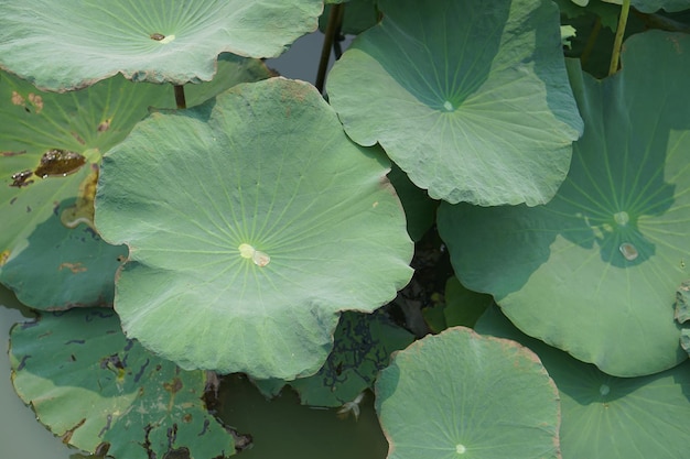 Lotus leaf in the garden pond