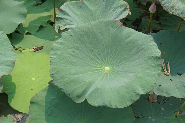 Lotus leaf in the garden pond