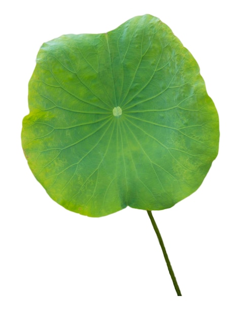 Lotus leaf isolated with clipping paths on a white background