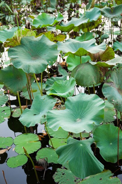 The lotus leaf lotus.