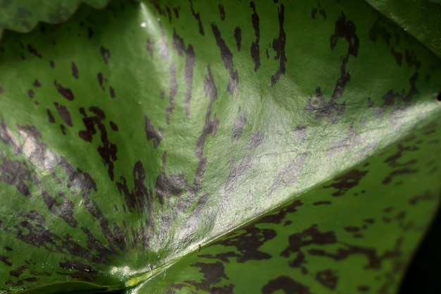 Lotus leaf in nature