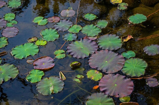 池の蓮の葉