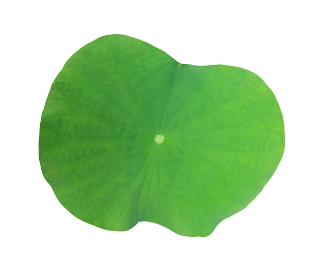 A Lotus leaf on white background