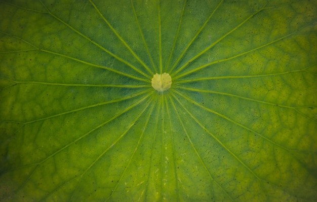 Lotus Leaf