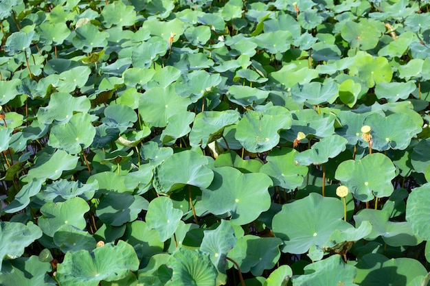 ロータスの葉の背景スイレン池