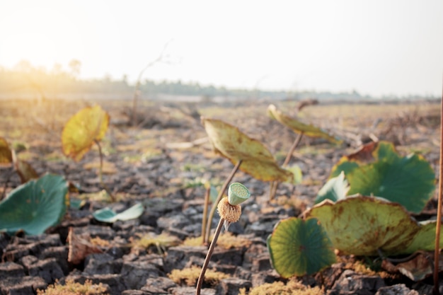 Lotus leaves of dries with sunlight.