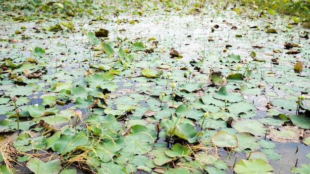 Lotus Leaves Floating in Pool