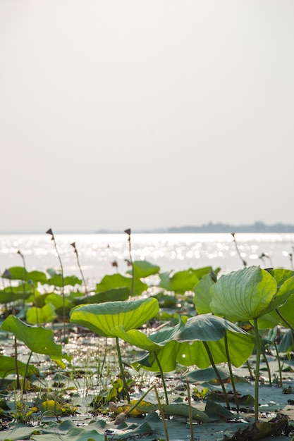 Foto lotus foglie e fiori di loto in uno stagno.